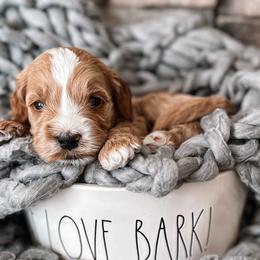Lupin - Red  Goldendoodle puppy in Corona, California from West Coast Goldendoodles