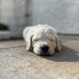 Golden Retriever Puppies from Sandy Acres Golden Retrievers