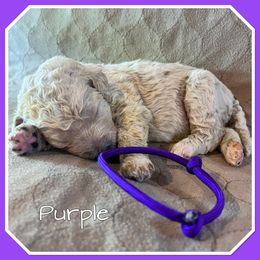 Purple - Cream female Poodle puppy in Mauston, Wisconsin from Quiverfull Acres