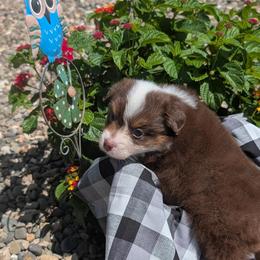 Australian Shepherd Puppies from TANDEM Aussies