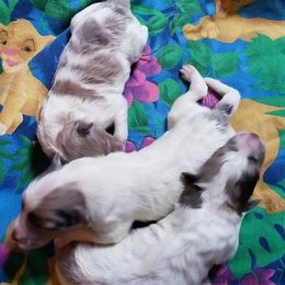Shetland Sheepdog Puppies from Shantel Shelties