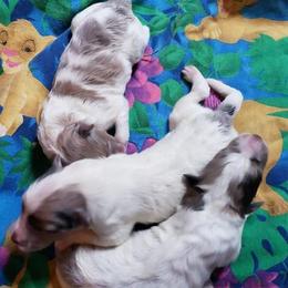 Shetland Sheepdog Puppies from Shantel Shelties