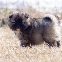 Pomsky Puppies from New World Pomskies