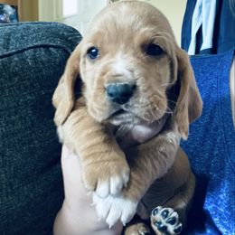 Count - Mahogany and white male Basset Hound puppy in Tollesboro, Kentucky from Low and Slow Bassets