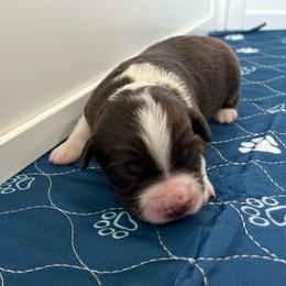 Miata - Red tri-color female Australian Shepherd puppy in Waxahachie, Texas from Volks Aussies