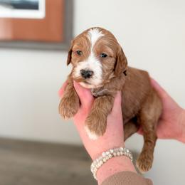 Sterling - Apricot male Goldendoodle puppy in Billings, Montana from Montana Raised Doodles