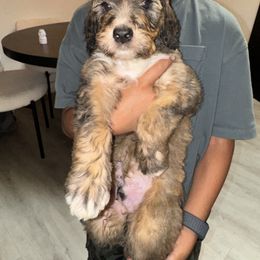 Lime Green - Phantom male Bernedoodle puppy in Moreno Valley, California from Ayy_Doodles