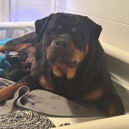 Rottweiler puppies from CG Rottweilers