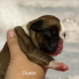 Boxer Puppies from Von Royal Dell’Infinite
