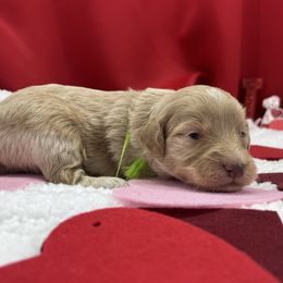 Boy 6 - Aussiedoodle puppy in Leitchfield, Kentucky from Salt River Kennels