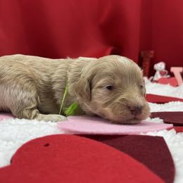 Boy 6 - Aussiedoodle puppy in Leitchfield, Kentucky from Salt River Kennels