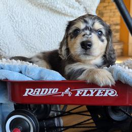 Pente - Dapple male Dachshund puppy in Grants Pass, Oregon from vom Treuen Wachter
