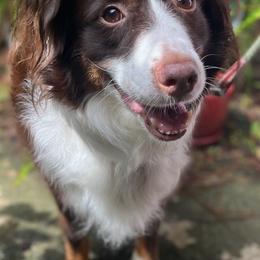 Australian Shepherd All Grown Up from Best Aussies