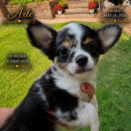AKC Axle - Merle male Chihuahua puppy in Columbus, Nebraska from Prancy Pawz