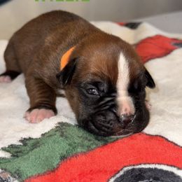 Willie - Fawn male Boxer puppy in Cicero, New York from MK Boxer Haven of CNY