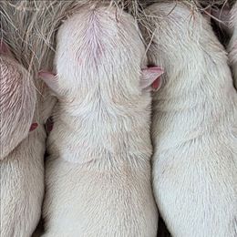 Female 3 - White female West Highland White Terrier puppy in Mcneal, Arizona from Olympian Giant Schnauzers and Westie’s!