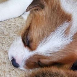 Colby - Pembroke Welsh Corgi puppy in New Mexico from Crystal's Pembroke Welsh Corgis