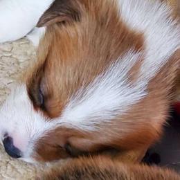 Colby - Pembroke Welsh Corgi puppy in New Mexico from Crystal's Pembroke Welsh Corgis