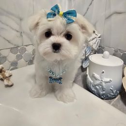 Elsa the Snow Queen - White female Maltese puppy in Washington from Mt.BakerPoodles&Doodles