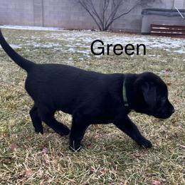 Labrador Retriever Puppies from Dutson Labs