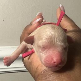 Poodle Puppies from J'Adore Doodles