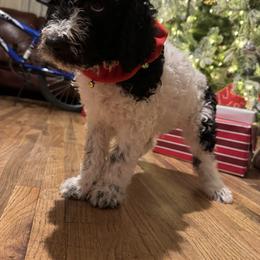 Bernedoodle and Double Doodle Puppies from ETX Dandy Doodle