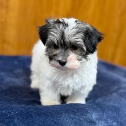 Girl 1 - Piebald female Morkie puppy in Beebe, Arkansas from Cedar Hill Kennel