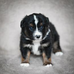 Black tri male - Black tri male Miniature American Shepherd puppy in Rochester, Massachusetts from Anchored Roots Miniature American Shepherds