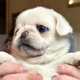 Joy (price lowered) - Cream female Pug puppy in Morgantown, West Virginia from Groovy Pugs
