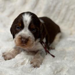 Maroon girl - Tri-Roan female English Springer Spaniel puppy in Fairfield, California from Goldridge Springers