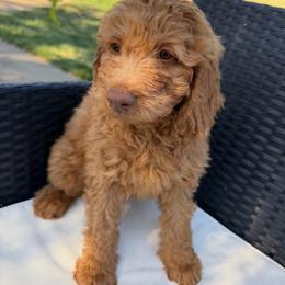Purple - Apricot female Goldendoodle puppy in Shingle Springs, California from California Double Doodles