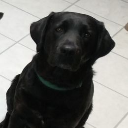 DEANNA - Labrador Retriever