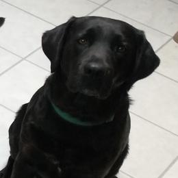 DEANNA - Labrador Retriever