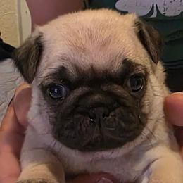 Pink Collar - Fawn female Pug puppy in New Braunfels, Texas from Kex Pug Haus