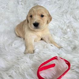 Red - Bandit - Golden male Golden Retriever puppy in Puyallup, Washington from Daffodil Valley Goldens