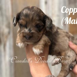 Copper - Merle male Cockapoo puppy in Payson, Utah from Crandall’s Doodle Barn