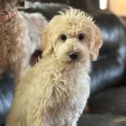 Peanut - Cream female Labradoodle puppy in Somerset, California from Annie’s Animals