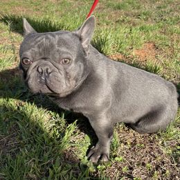 Spencer - French Bulldog