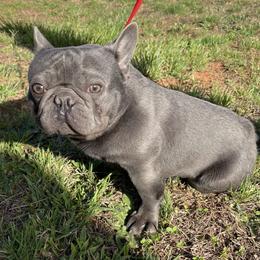Spencer - French Bulldog