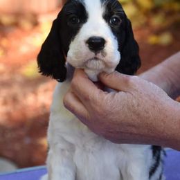 English Springer Spaniel and Labrador Retriever Puppies from Buffie Gonzales