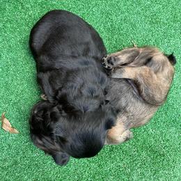 French Bulldog Puppies from Just Us Frenchies
