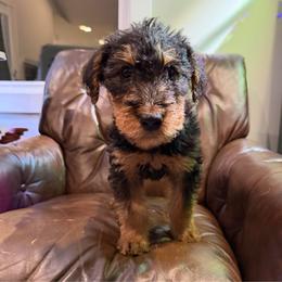 Harvey (green) - Black and tan male Airedale Terrier puppy in Akron, Ohio from Green Family Companion Kennel, LLC