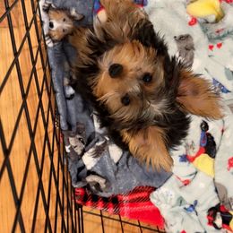 Yorkshire Terrier Puppies from Rosey’s Yorkies