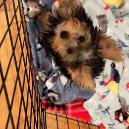 Yorkshire Terrier Puppies from Rosey’s Yorkies