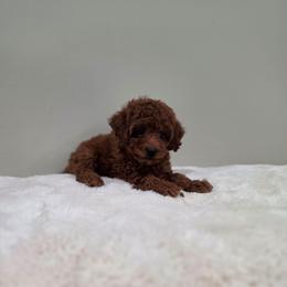 Nicole (AKC) - Red  male Poodle puppy in Rainbow City, Alabama from Spinks Poodles