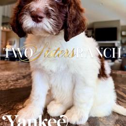 Yankee - male Newfypoo puppy in Jackson, Missouri from Two Sisters Ranch, LLC