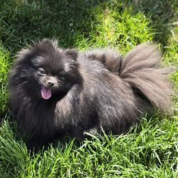 Pomeranian Puppies from POMS OF CBBK