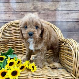Aster - Red male Cavapoo puppy in Beresford, South Dakota from DAKOTA DOOD RANCH