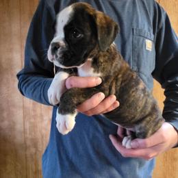 Ruby - Brindle female Boxer puppy in Thompson, Pennsylvania from Moonlitboxers