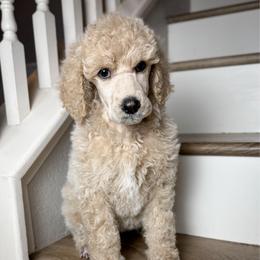Carmelo - Cream female Poodle puppy in Murrieta, California from Apricot Poodles & Goldendoodles, LLC